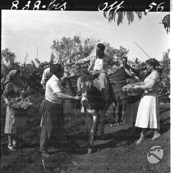 FV/NTH00169/FV00036774.JPG