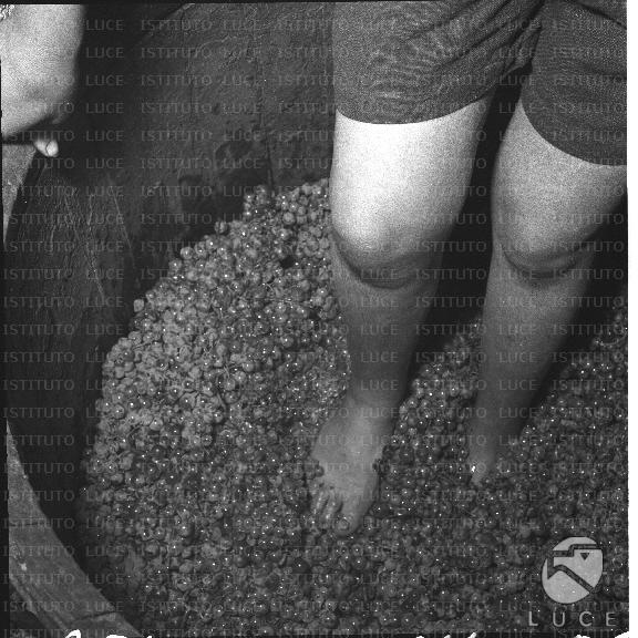 FV/NTH00169/FV00036886.JPG
