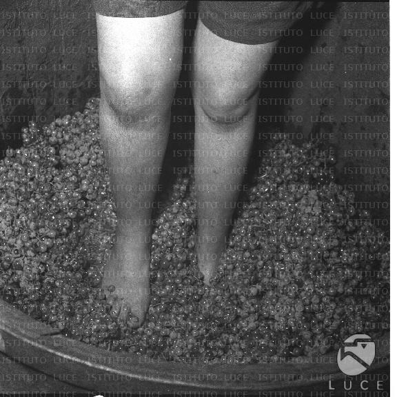 FV/NTH00169/FV00036890.JPG