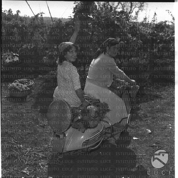 FV/NTH00169/FV00036905.JPG