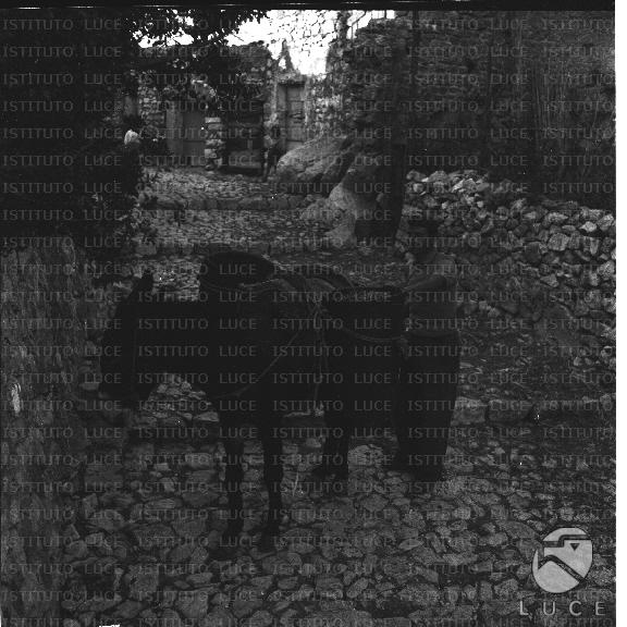 FV/NTH00169/FV00036923.JPG