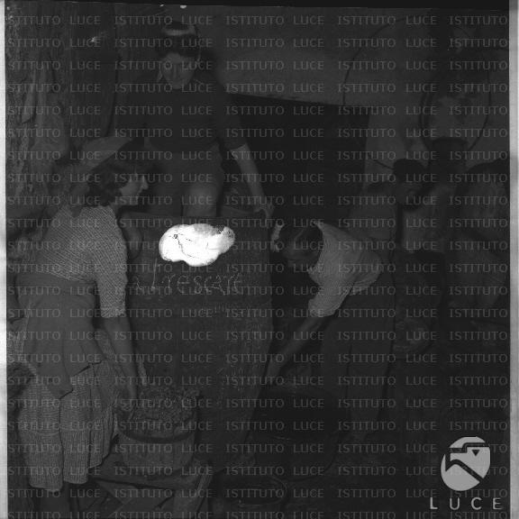 FV/NTH00169/FV00036940.JPG