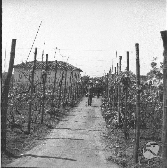 FV/NTH00299/FV00065374.JPG