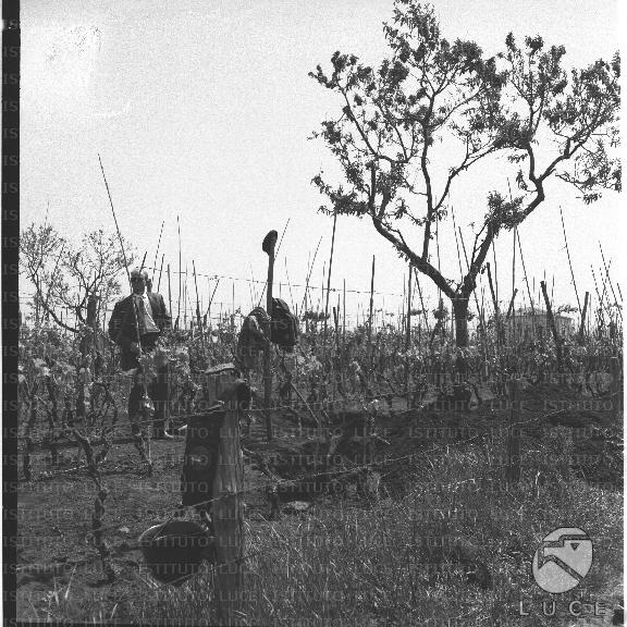 FV/NTH00299/FV00065396.JPG