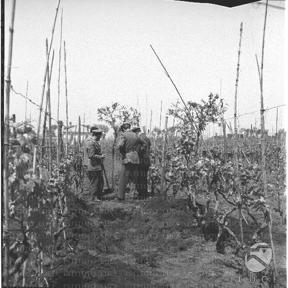 FV/NTH00299/FV00065411.JPG