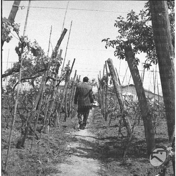 FV/NTH00299/FV00065430.JPG