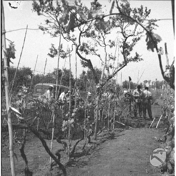 FV/NTH00299/FV00065431.JPG