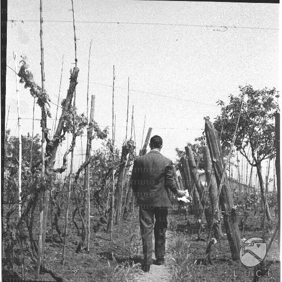 FV/NTH00300/FV00065582.JPG