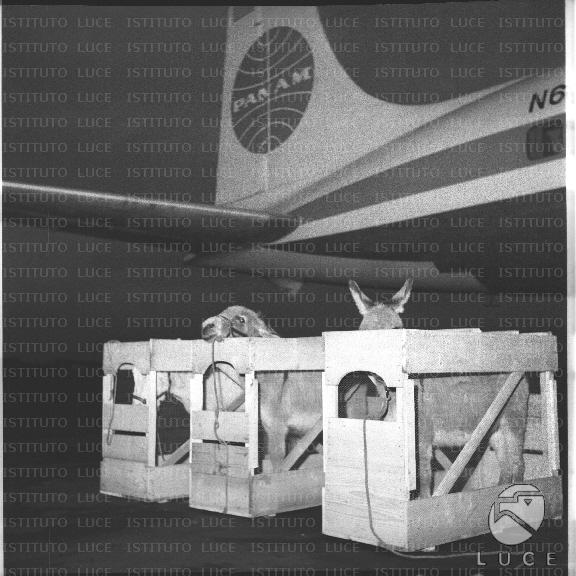 FV/NTH00439/FV00096282.JPG