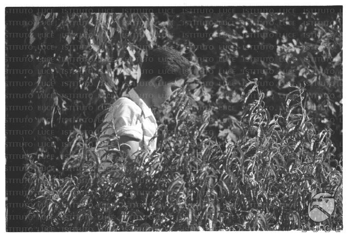 FV/NTH00621/FV00136171.JPG