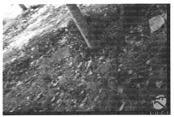 FV/NTH00680/FV00148340.JPG