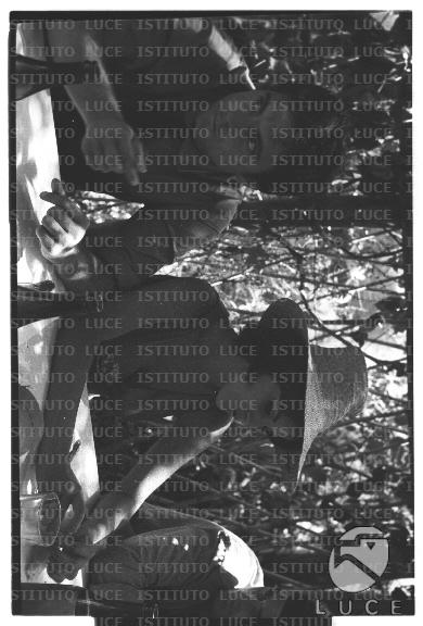 FV/NTH00681/FV00148413.JPG