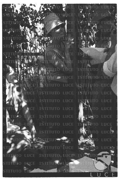 FV/NTH00681/FV00148472.JPG
