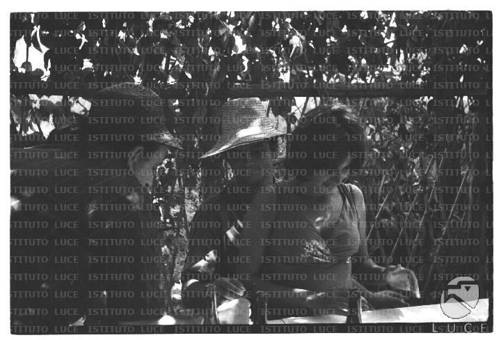 FV/NTH00682/FV00148736.JPG