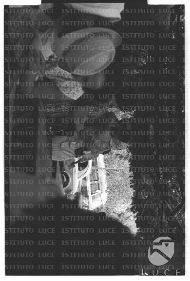 FV/NTH00682/FV00148743.JPG