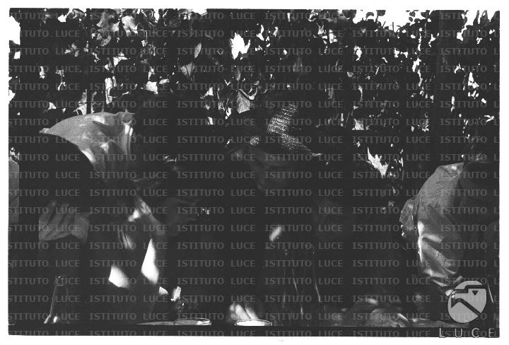 FV/NTH00682/FV00148758.JPG