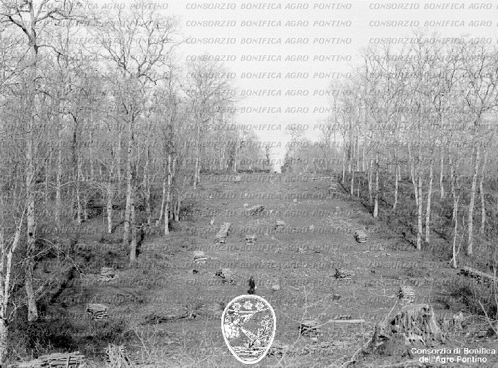 PONTINO/BOR000352.jpg