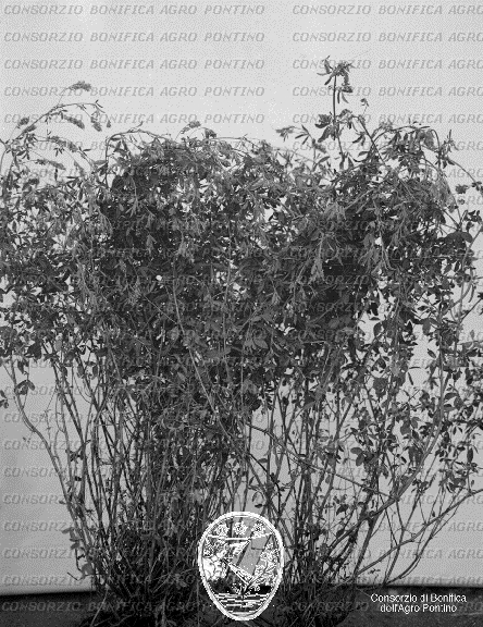PONTINO/BOR000655.jpg