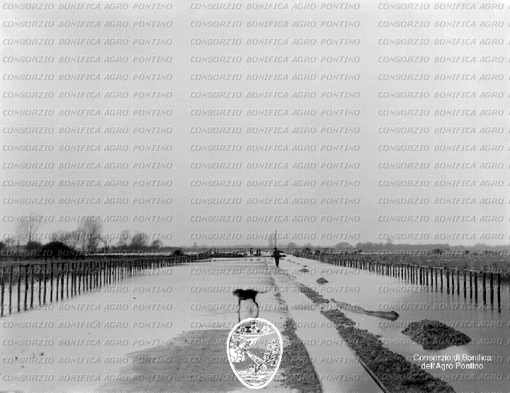 PONTINO/BOR000707.jpg