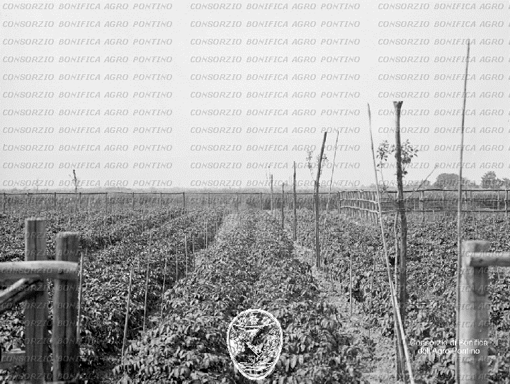 PONTINO/BOR000742.jpg