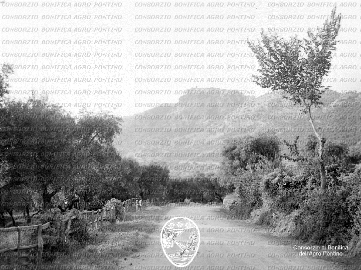 PONTINO/BOR000858.jpg