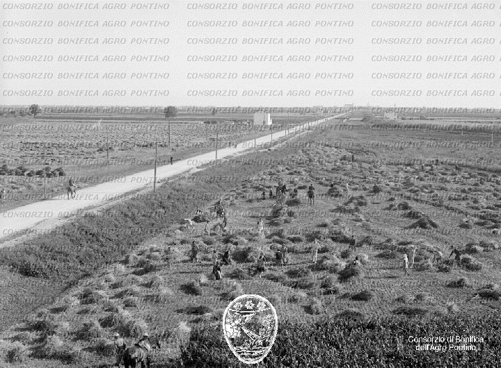 PONTINO/BOR000926.jpg