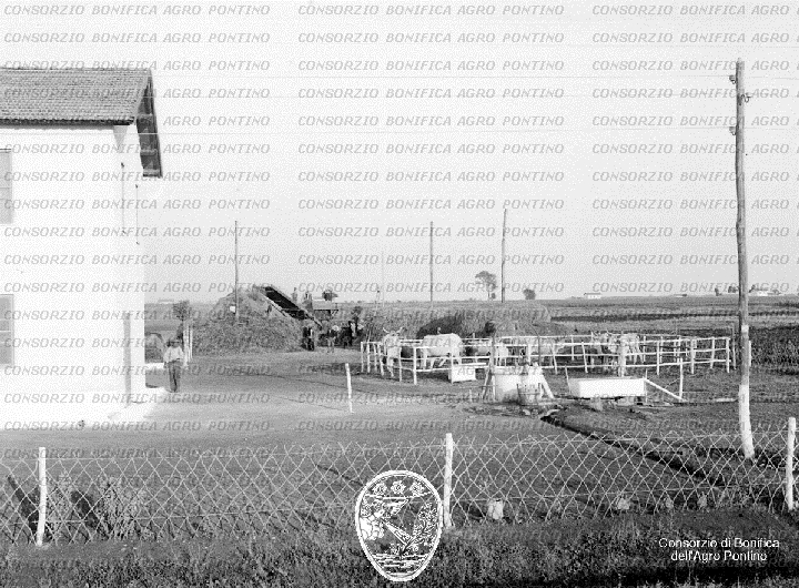 PONTINO/BOR000935.jpg