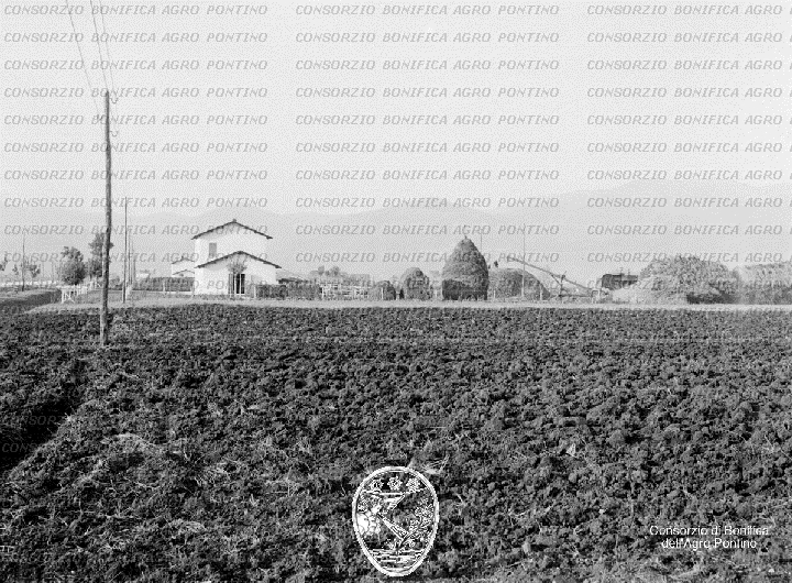 PONTINO/BOR000939.jpg