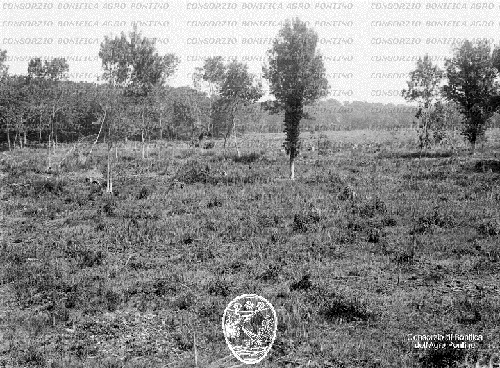 PONTINO/BOR000942.jpg