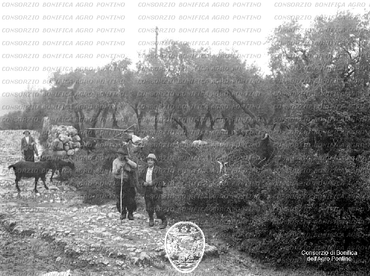 PONTINO/BOR000984.jpg