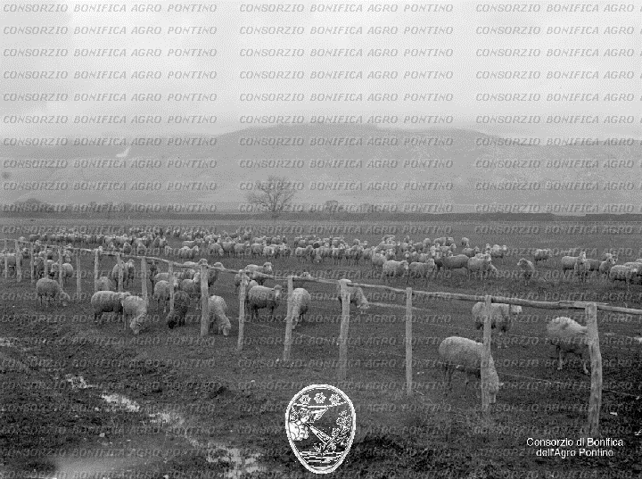 PONTINO/BOR000986.jpg