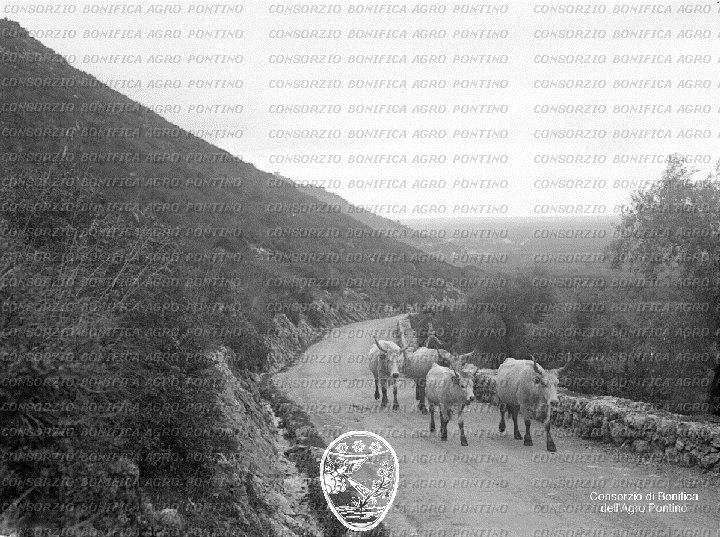 PONTINO/BOR000988.jpg