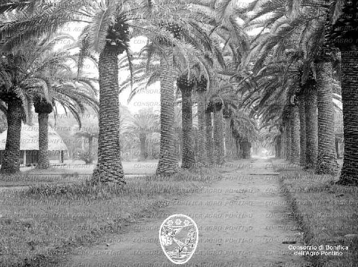 PONTINO/BOR001024.jpg