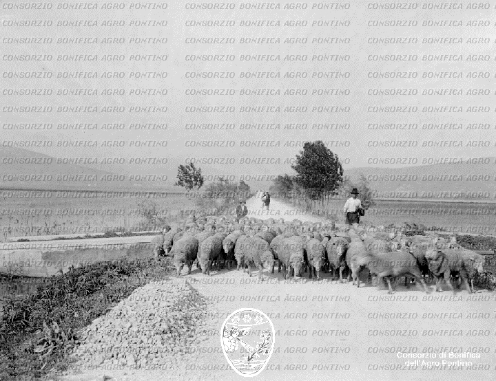 PONTINO/BOR001116.jpg