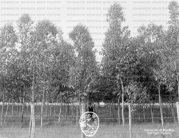 PONTINO/BOR001166.jpg