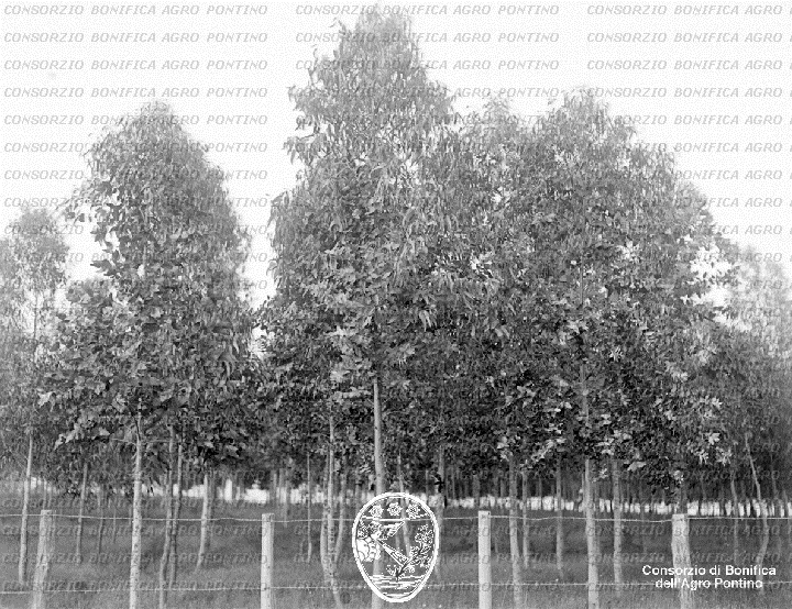 PONTINO/BOR001167.jpg