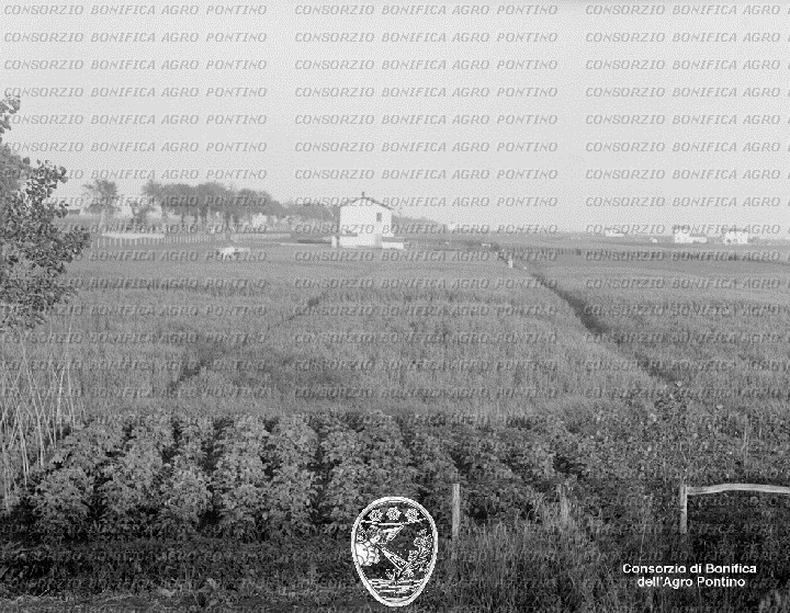 PONTINO/BOR001505.jpg