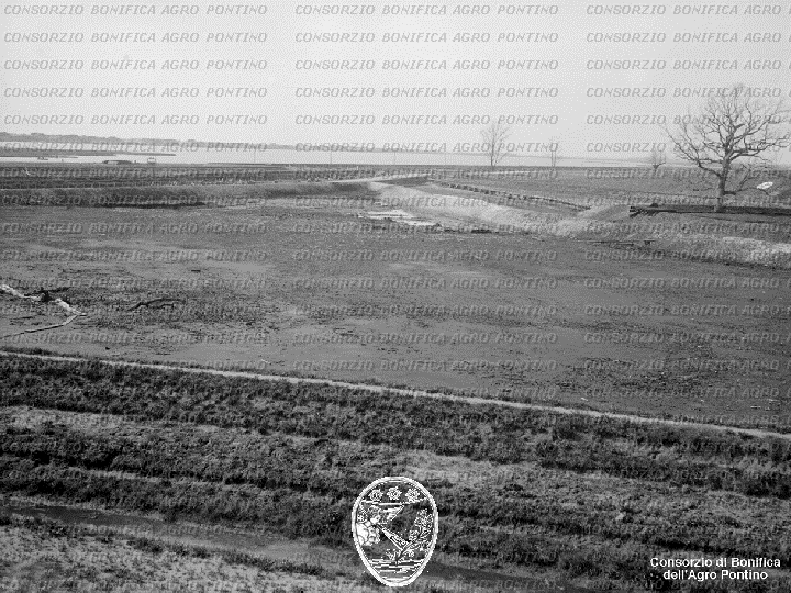 PONTINO/BOR001711.jpg