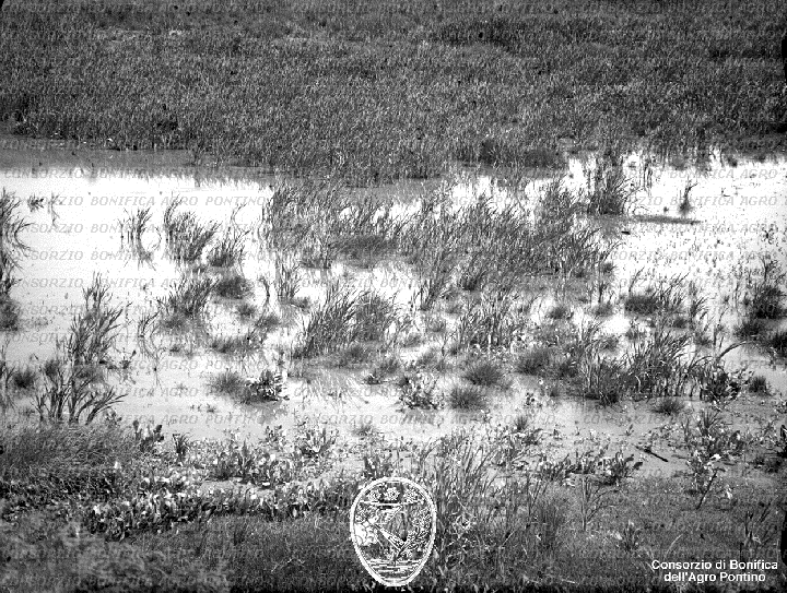 PONTINO/BOR001928.jpg