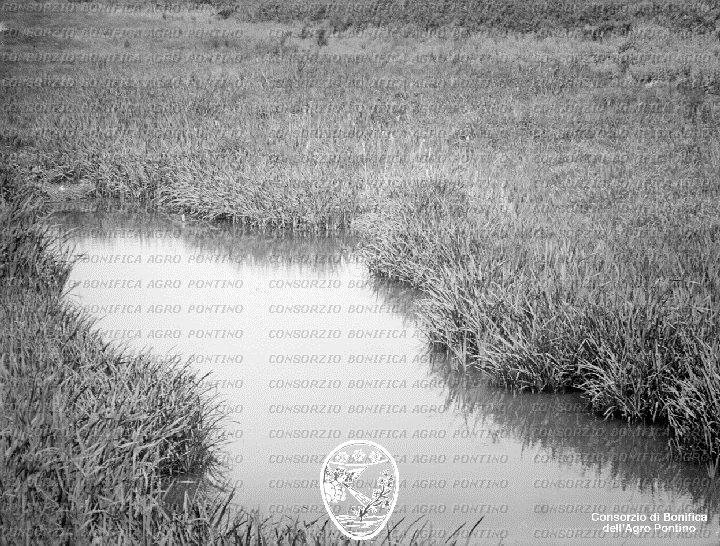 PONTINO/BOR001936.jpg