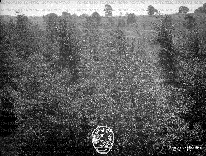 PONTINO/BOR001938.jpg