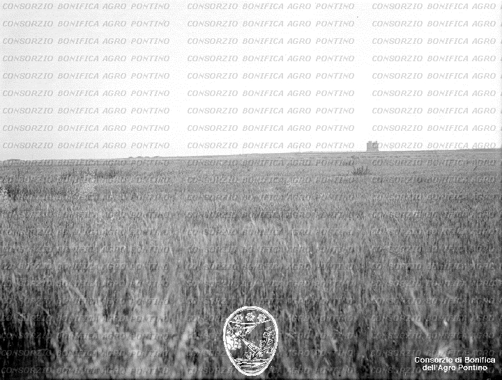 PONTINO/BOR001956.jpg