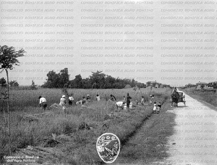 PONTINO/BOR001958.jpg