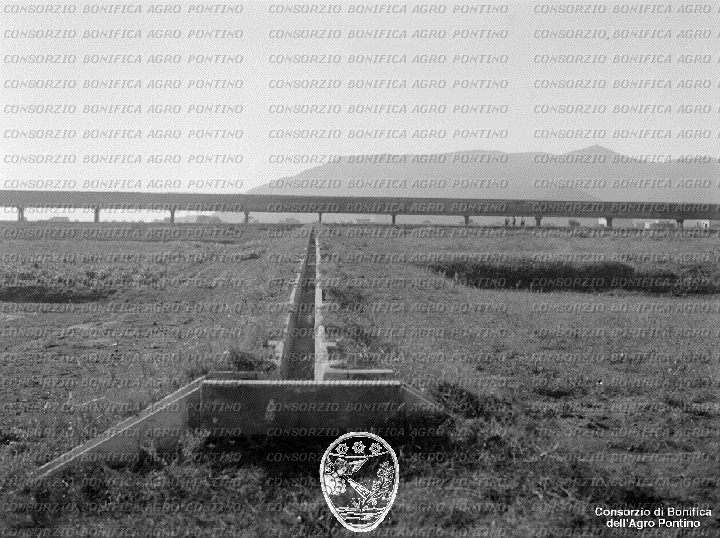PONTINO/BOR002011.jpg
