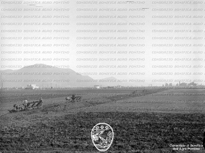 PONTINO/BOR002032.jpg