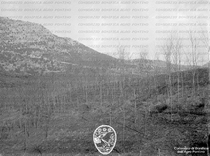 PONTINO/BOR002091.jpg