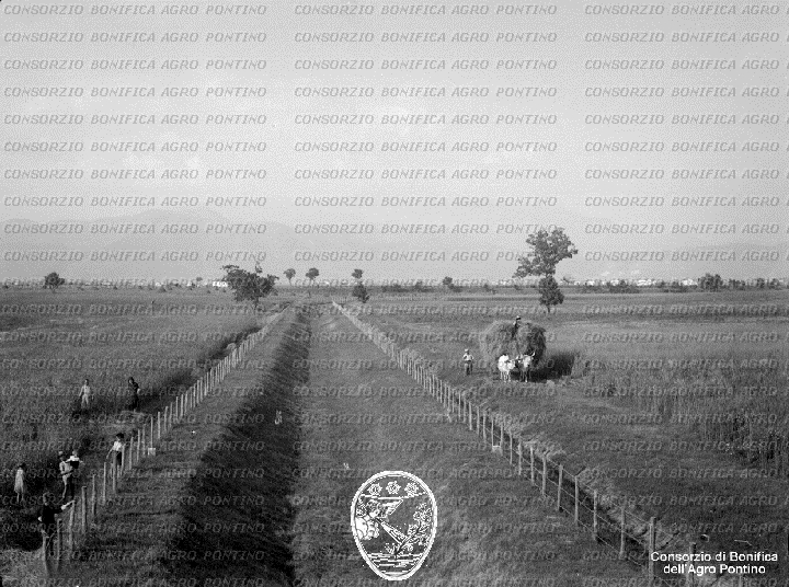 PONTINO/BOR002155.jpg