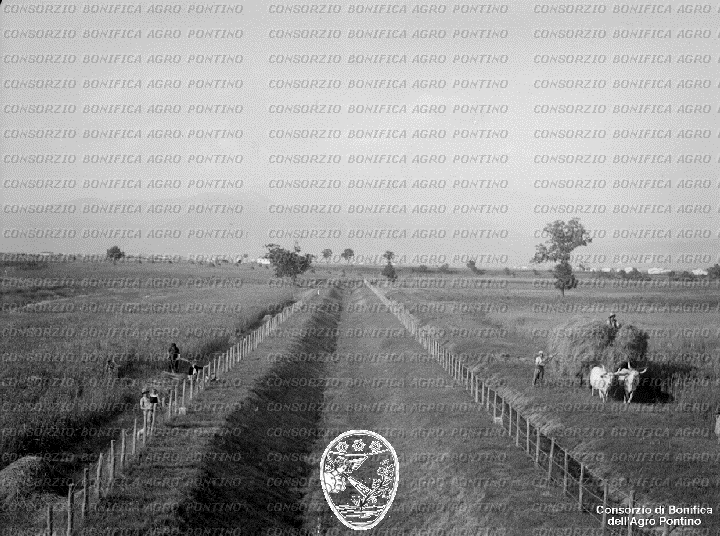 PONTINO/BOR002156.jpg