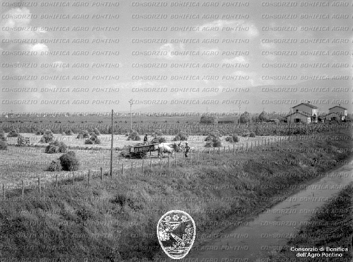 PONTINO/BOR002167.jpg