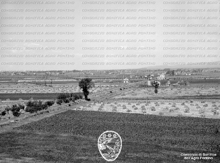 PONTINO/BOR002174.jpg
